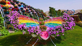10 Reasons Why You Should Visit Butterfly Garden Dubai - Adventures-hub