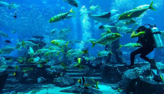Scuba Diving Dubai | Top Scuba Diving Destinations & Gear - Adventures-hub