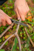 Hiker cutting a branch with a Coghlan's pocket sierra saw