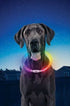 Nite Ize NiteHowl LED Safety Necklace lit in Disc-O mode on a dog at night