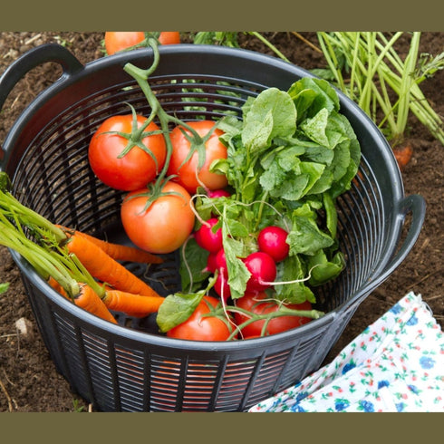 Red Gorilla Cesto Drainer Basket in Graphite, Open Weave Draining Basket for Washing Vegetables, Dishes and Gear