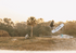 RONIX WAKEBOARDS 2026 - RXT - Blackout Technology - White / Blue / Neon