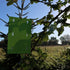 STV Horse Chestnut Leaf Miner Trap Twin Pack - Eco - Friendly Solution for Garden Pest Problems