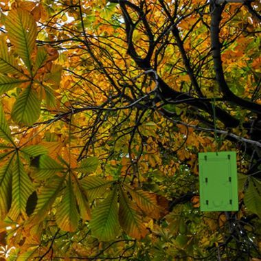 STV Horse Chestnut Leaf Miner Trap Twin Pack - Eco - Friendly Solution for Garden Pest Problems